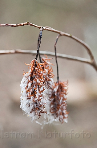 WAH012341.jpg - Femhannet pil (Bay Willow)