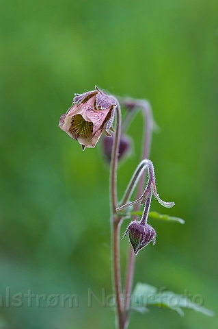 WAH013638.jpg - Engnellikerod (Water Avens)