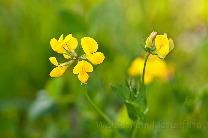 WAH014061.jpg - Almindelig kællingetand (Birdsfoot Trefoil)