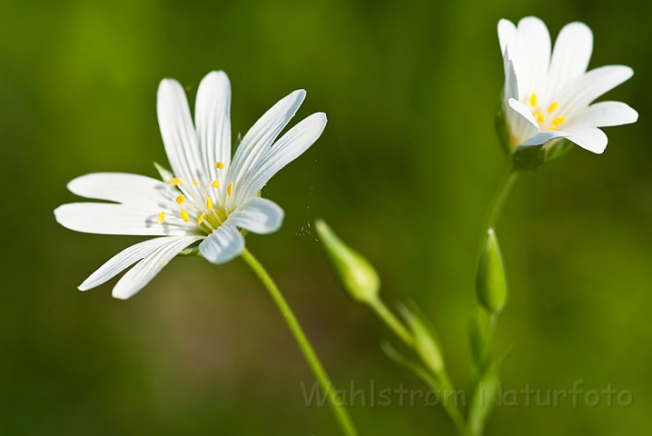 WAH015169.jpg - Stor fladstjerne (Chickweed)