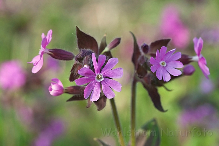 WAH015187.jpg - Dagpragtstjerne (Red Campion)
