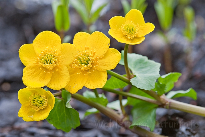 WAH015485.jpg - Engkabbeleje (Marsh Marigold)