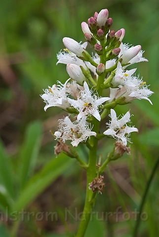 WAH018581.jpg - Bukkeblad (Bog-bean)