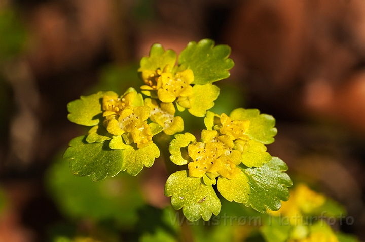 WAH023010.jpg - Almindelig milturt (Alternate-leaved Golden-saxifrage)