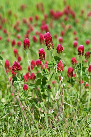 WAH023397.jpg - Blodkløver (Crimson Clover)