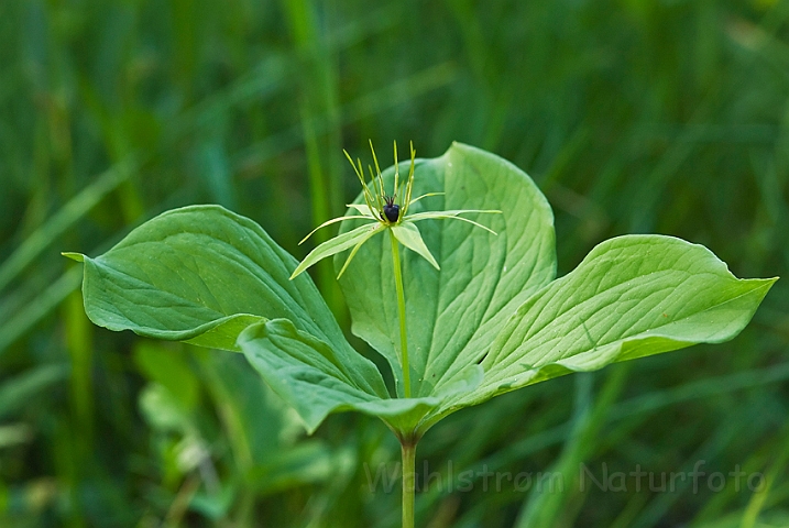 WAH023568.jpg - Firblad (Herb Paris )