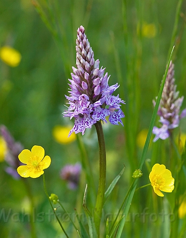 WAH023609.jpg - Skovgøgeurt (Common Spotted-orchid)