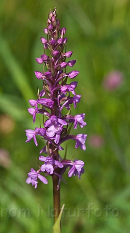 WAH023612.jpg - Langakset trådspore (Fragrant Orchid)