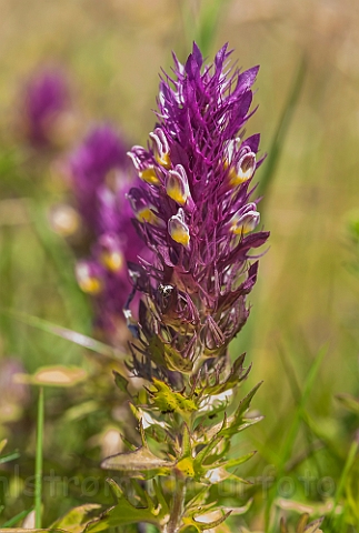 WAH028808.jpg - Ager-Kohvede (Field Cow-Wheat)