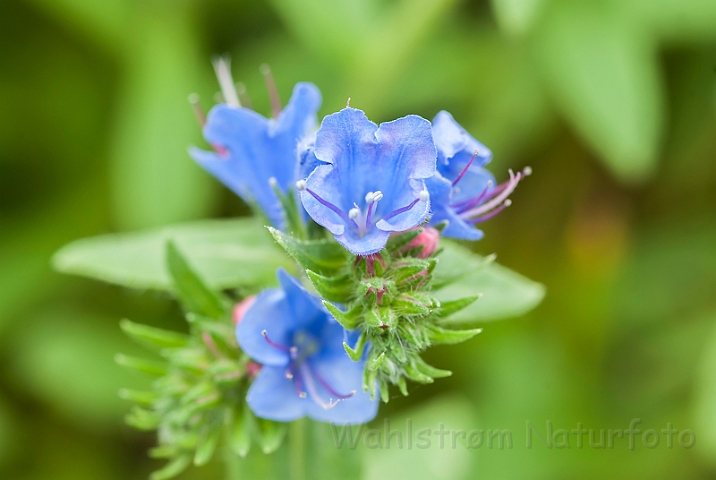 WAH029620.jpg - Almindelig slangehoved (Viper's Bugloss)