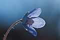 WAH022997