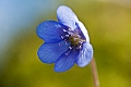 WAH023003