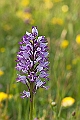 WAH023572