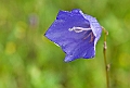 WAH024281