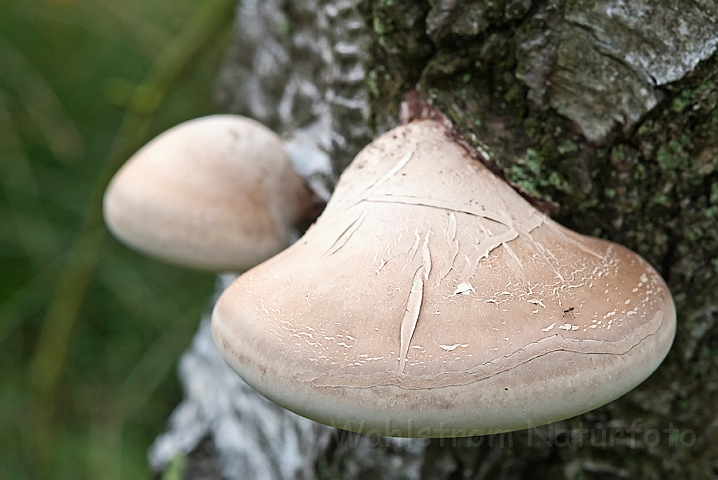 WAH015279.jpg - Birkeporesvamp (Birch Bracket Mushroom)